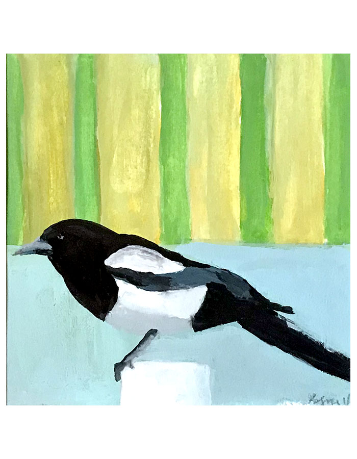 The Black-billed Magpie